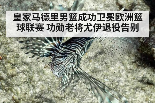 皇家马德里男篮成功卫冕欧洲篮球联赛 功勋老将尤伊退役告别